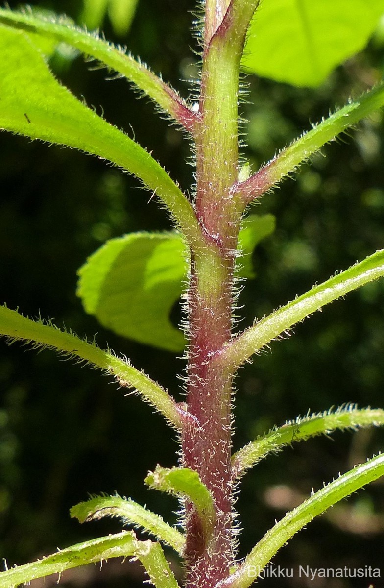 Pluchea paniculata (Willd.) Karthik. & Moorthy